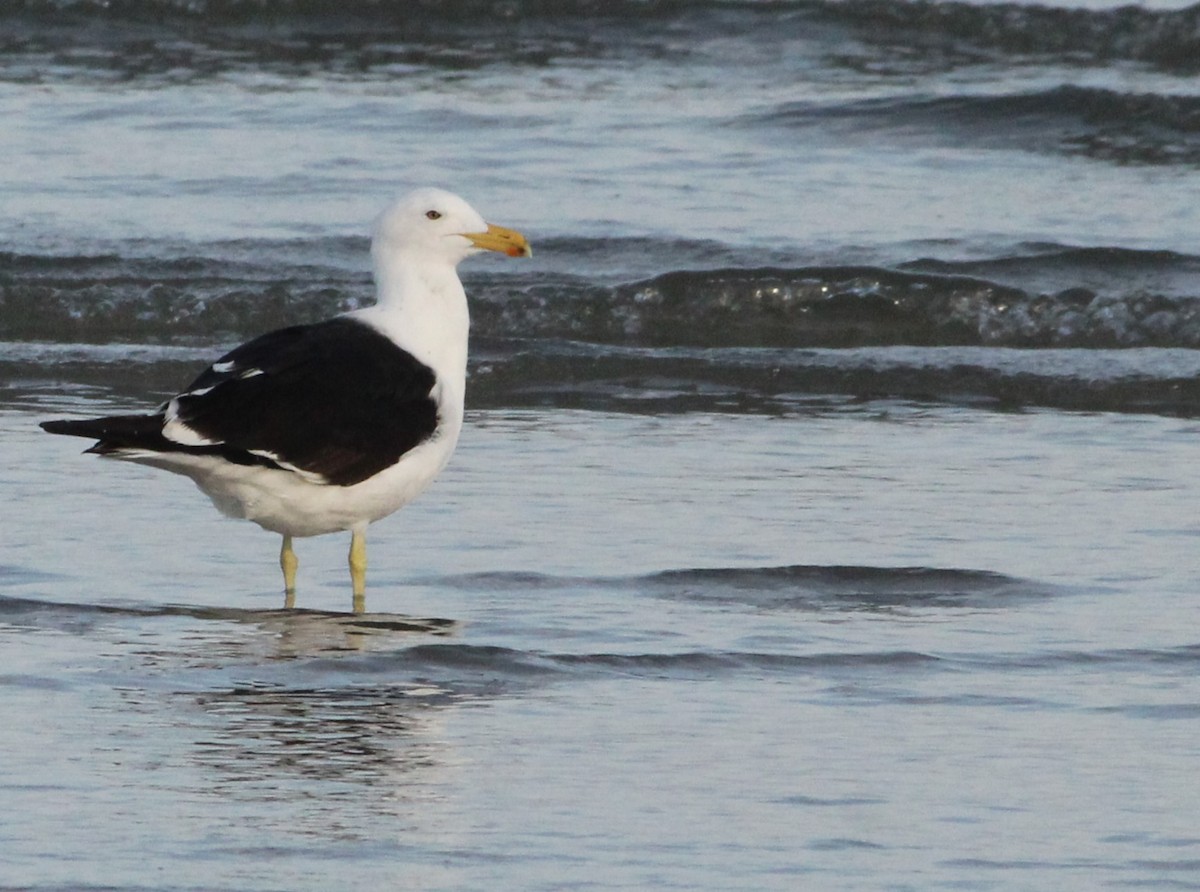 Kelp Gull - ML620578161