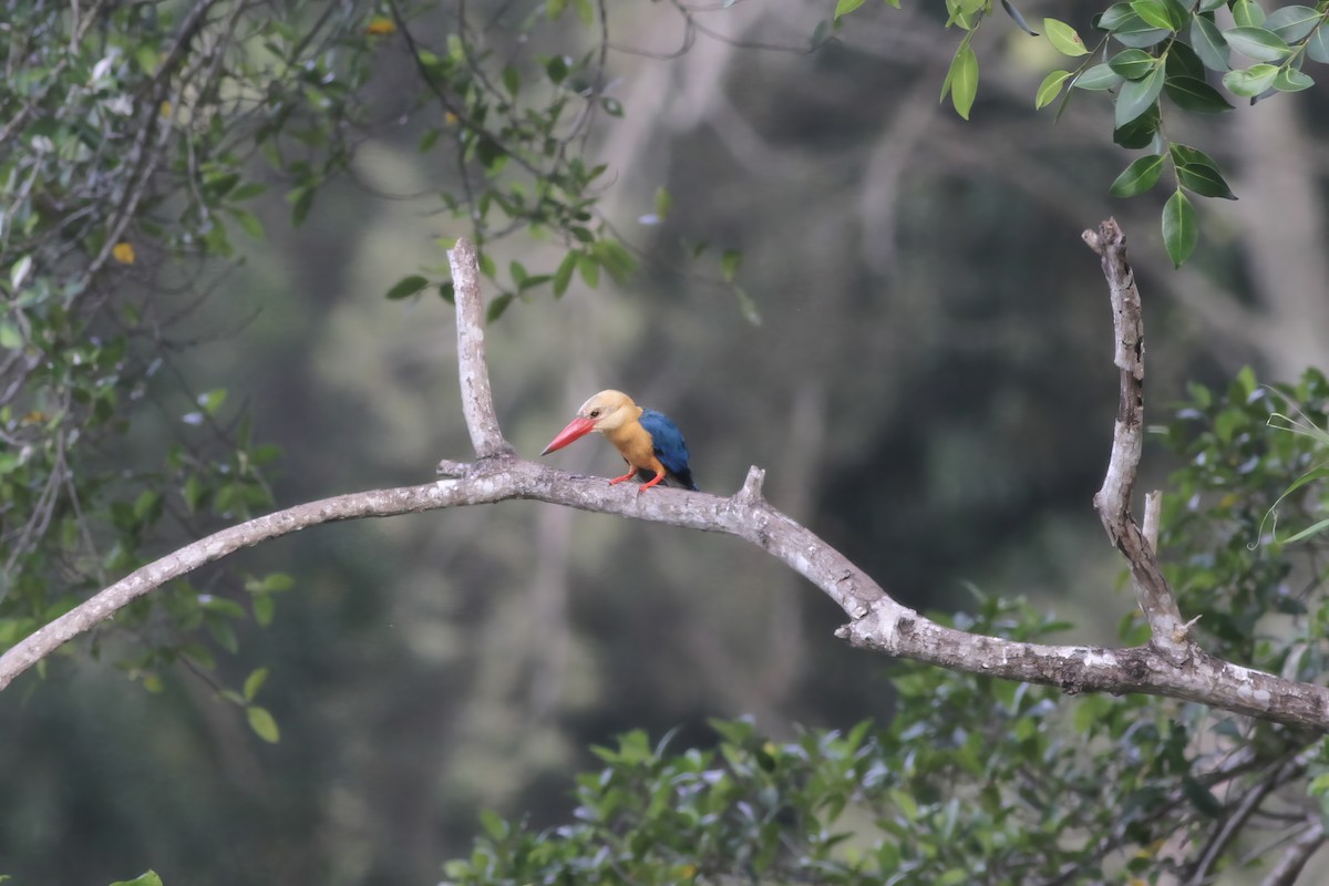 Stork-billed Kingfisher - ML620578167