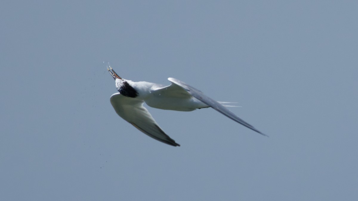 Sandwich Tern - ML620578183