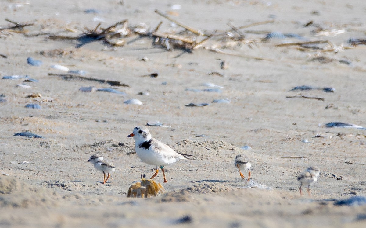 Piping Plover - ML620578188