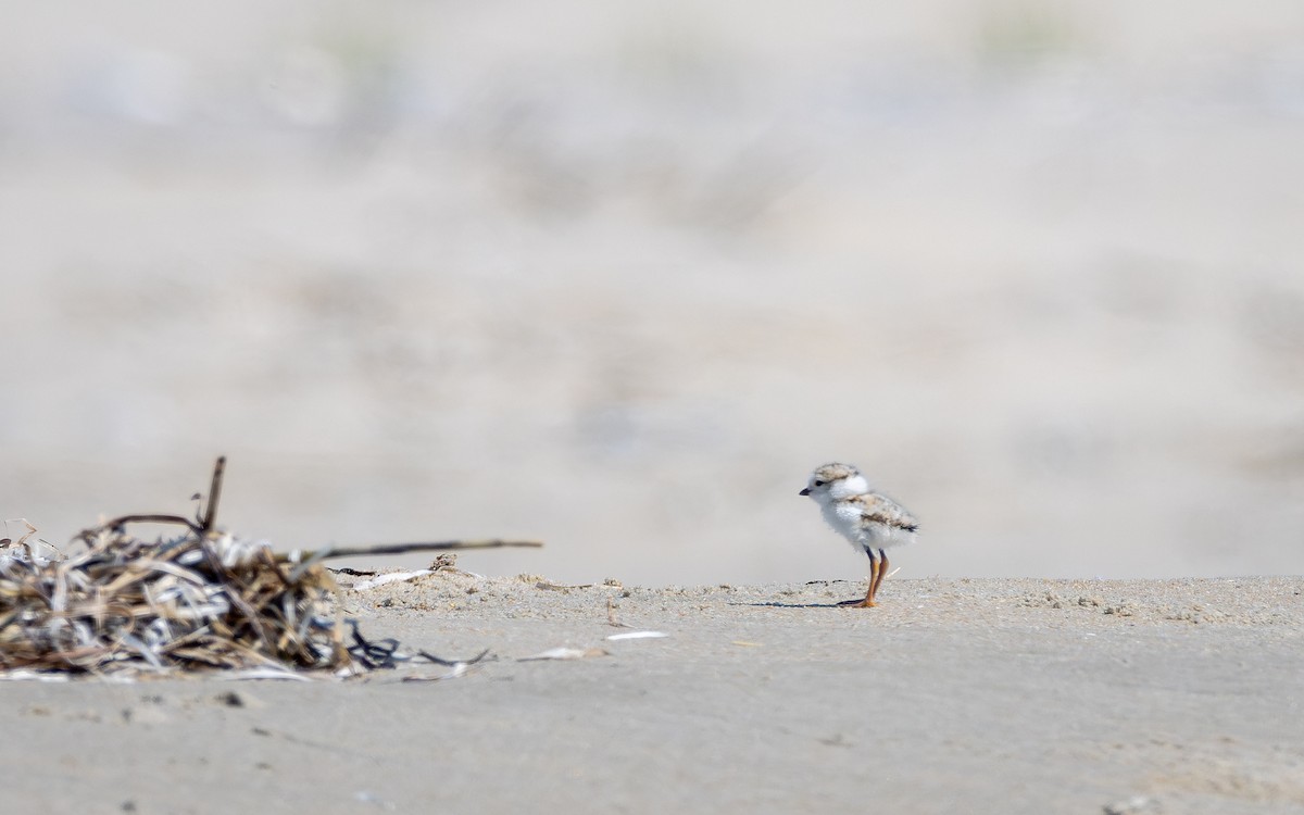 Piping Plover - Atlee Hargis