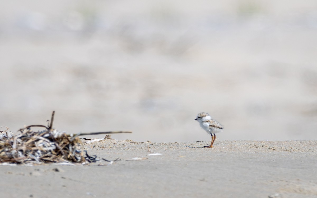 Piping Plover - ML620578189