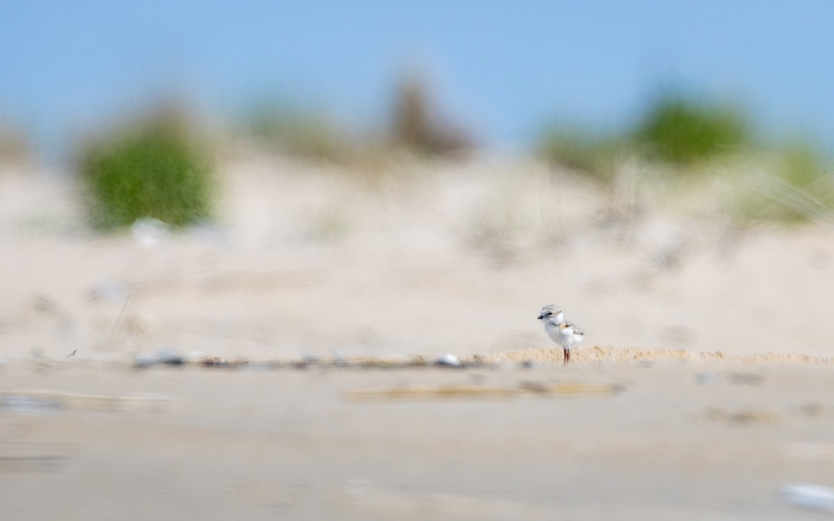 Piping Plover - ML620578190