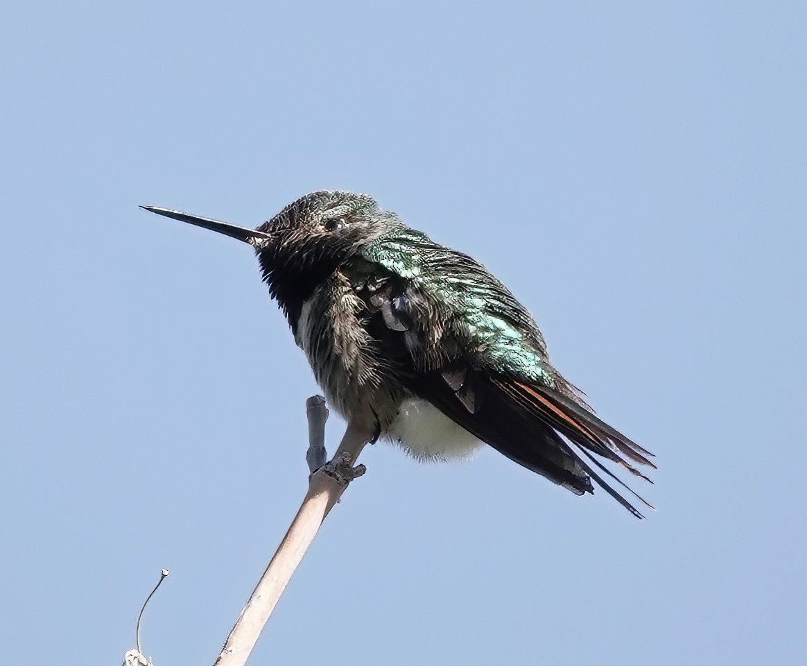 Broad-tailed Hummingbird - ML620578194