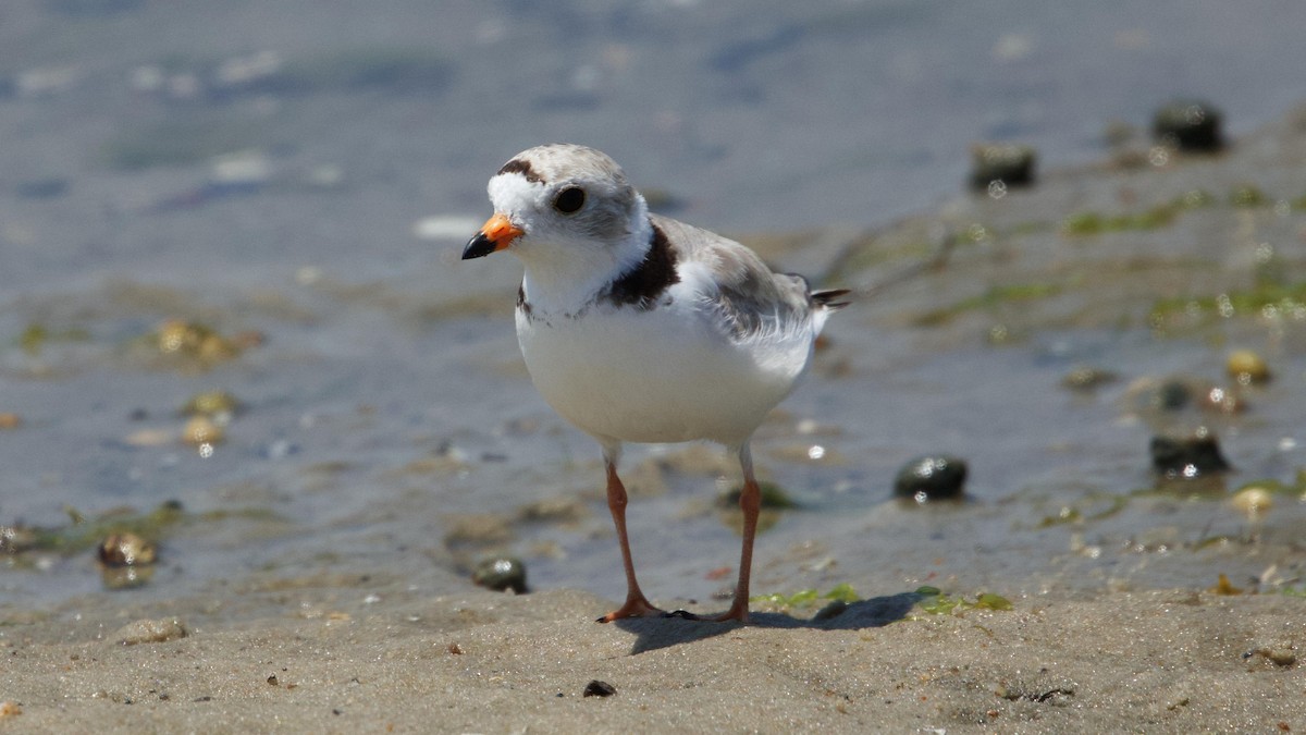 Piping Plover - ML620578208