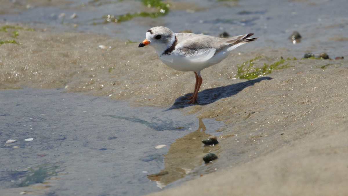Piping Plover - ML620578210
