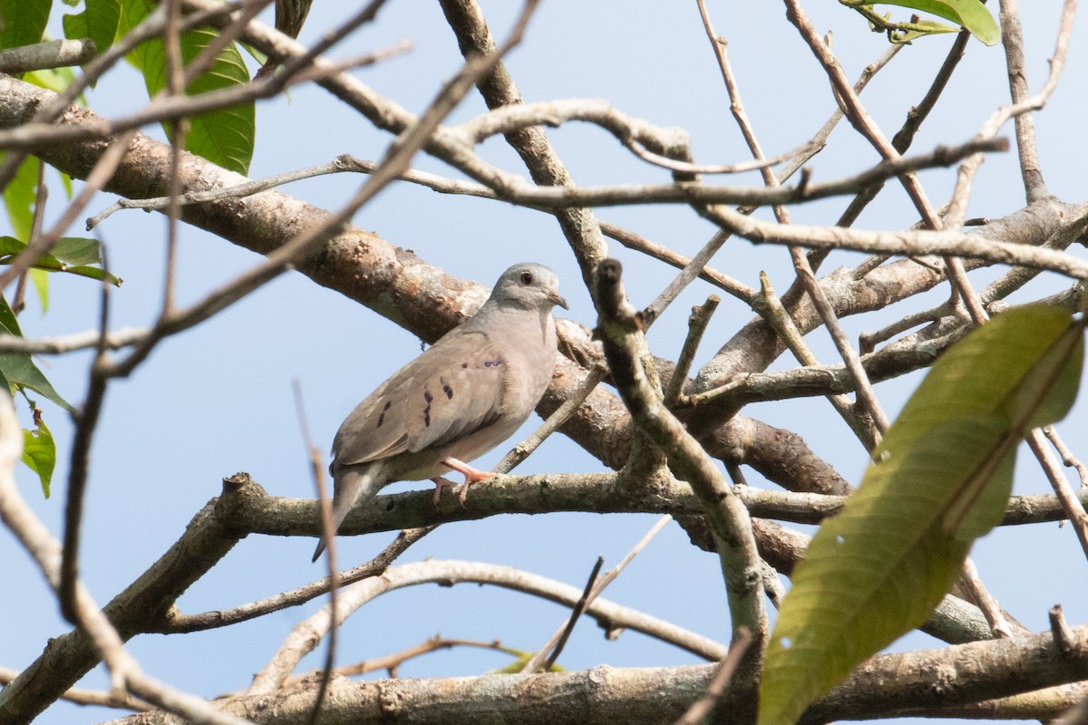 Plain-breasted Ground Dove - ML620578212