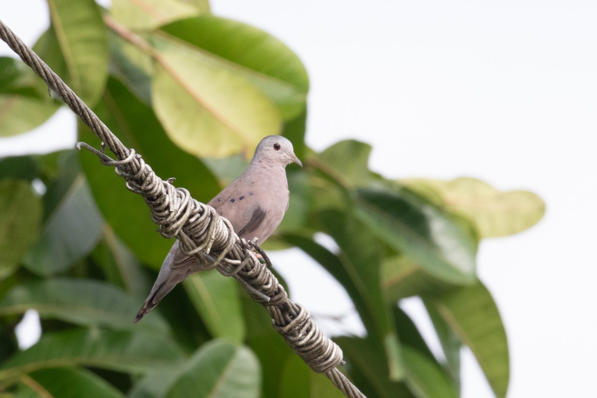 Plain-breasted Ground Dove - ML620578213