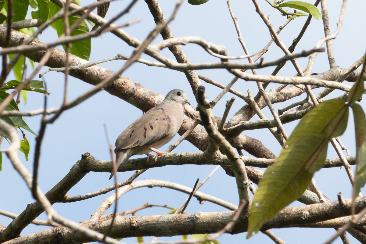 Plain-breasted Ground Dove - ML620578214