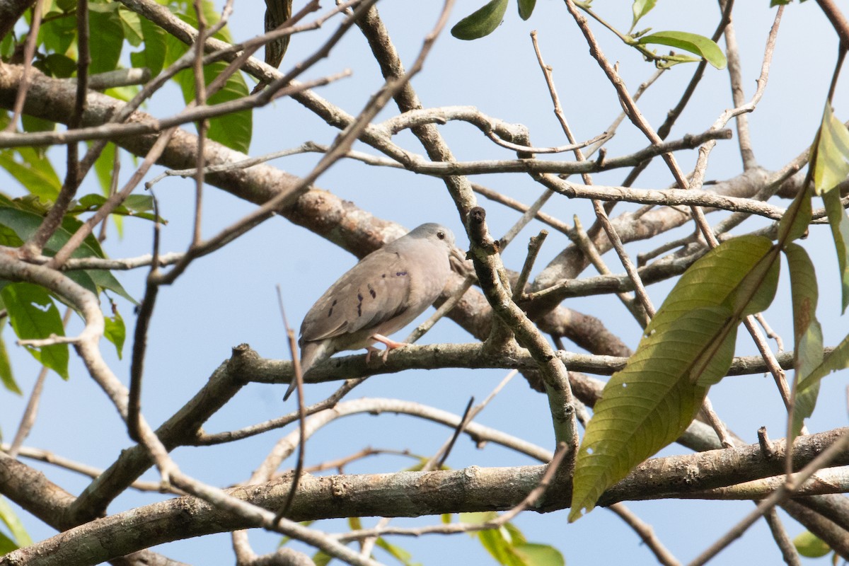 Plain-breasted Ground Dove - ML620578215