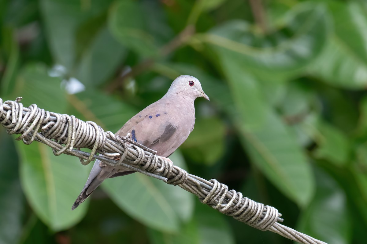 Plain-breasted Ground Dove - ML620578218