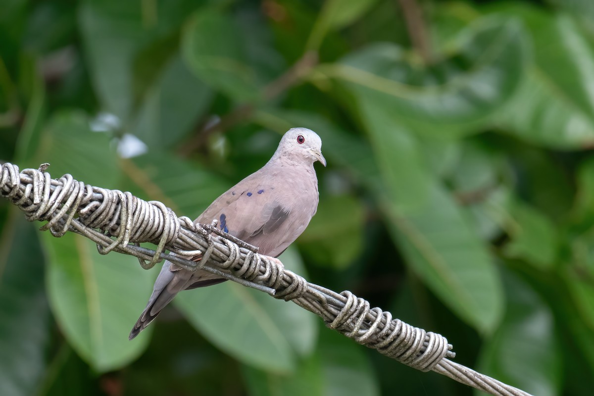 Plain-breasted Ground Dove - ML620578227