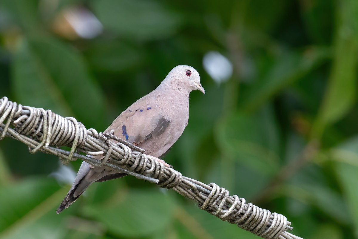 Plain-breasted Ground Dove - ML620578230
