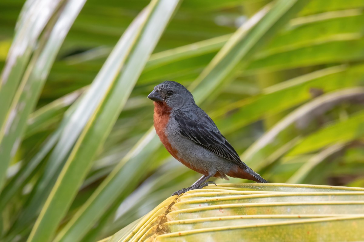 Chestnut-bellied Seedeater - Andre Moncrieff