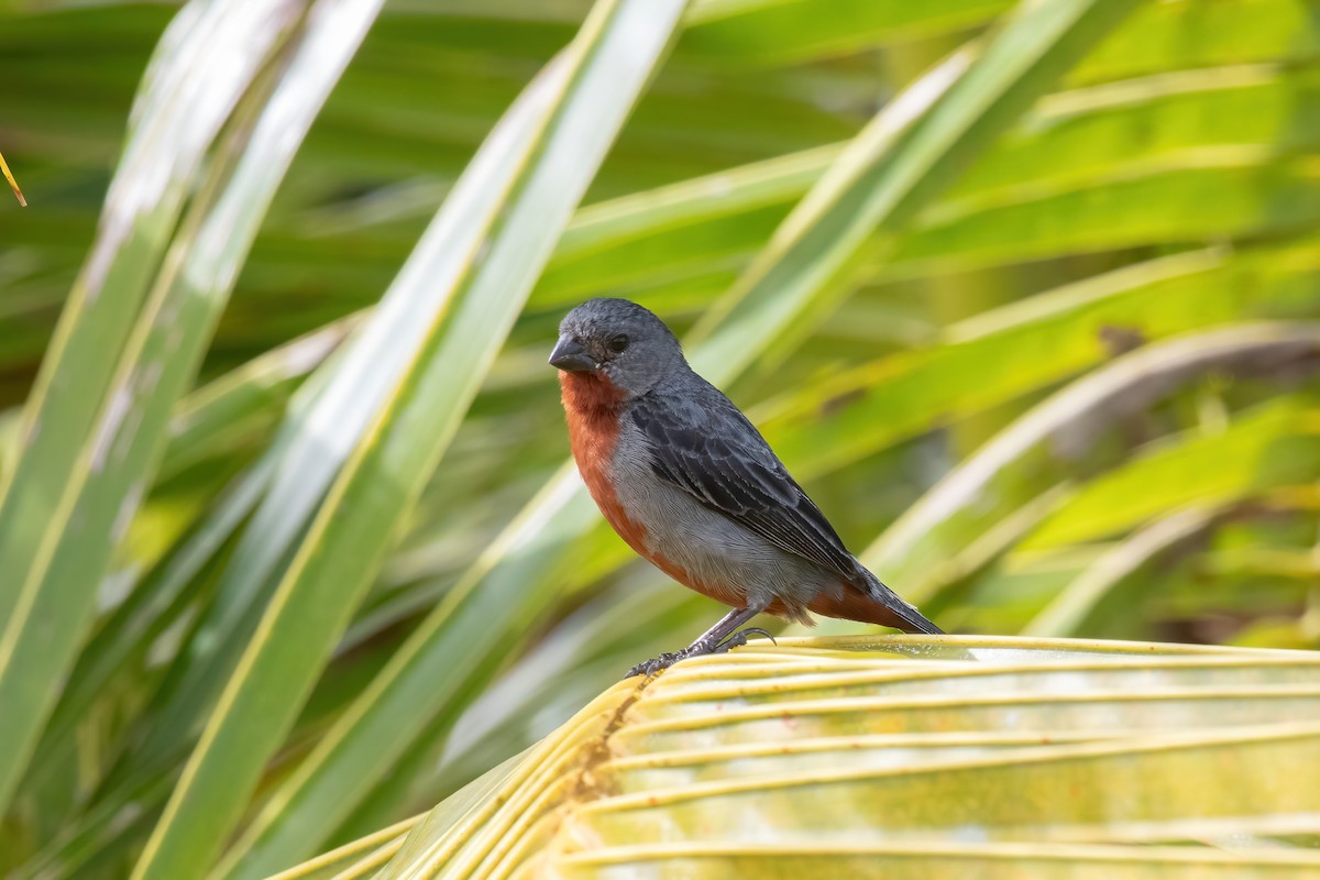 Chestnut-bellied Seedeater - ML620578243