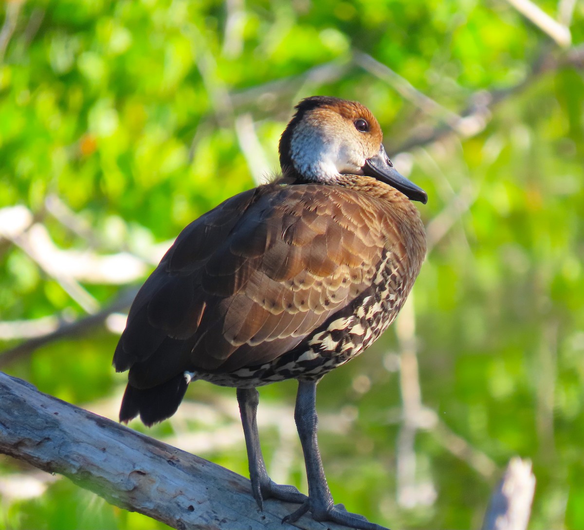 West Indian Whistling-Duck - ML620578251