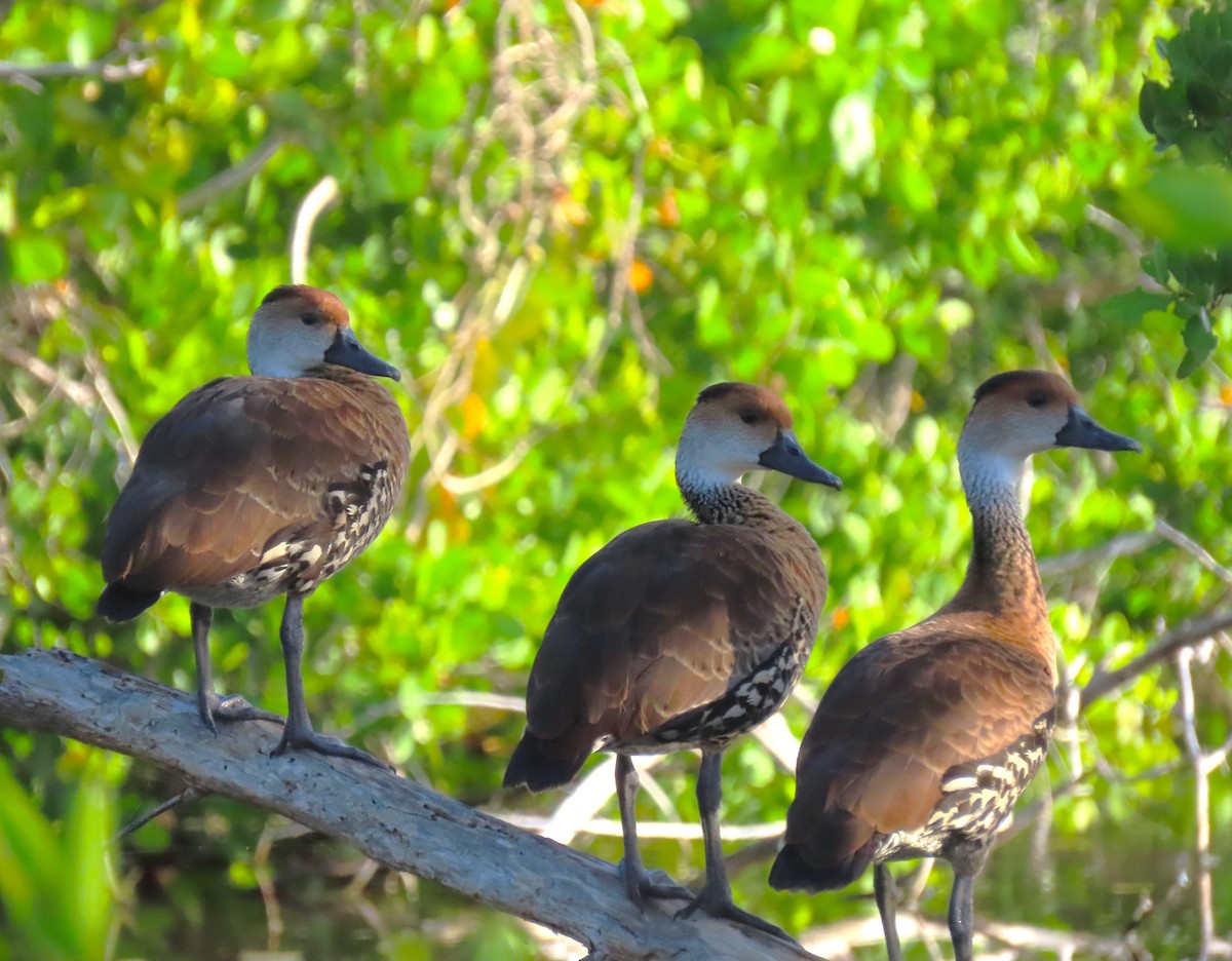 West Indian Whistling-Duck - ML620578259