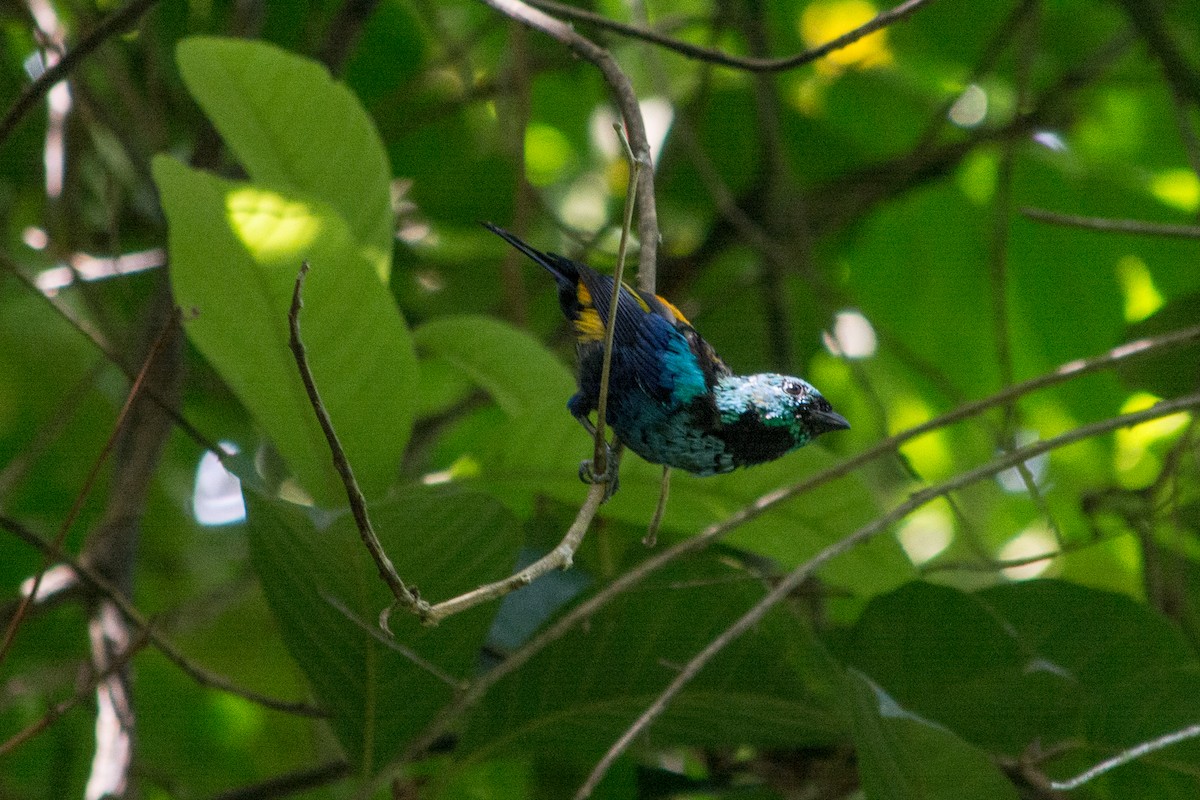 Seven-colored Tanager - ML620578262