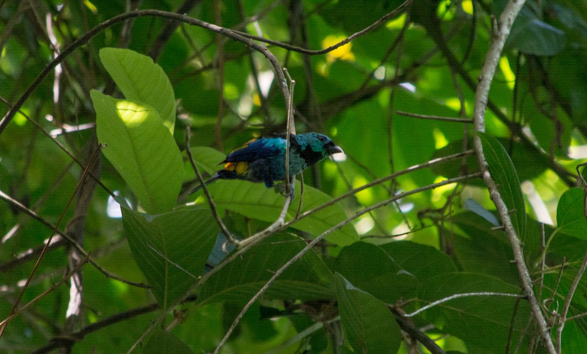 Seven-colored Tanager - ML620578263