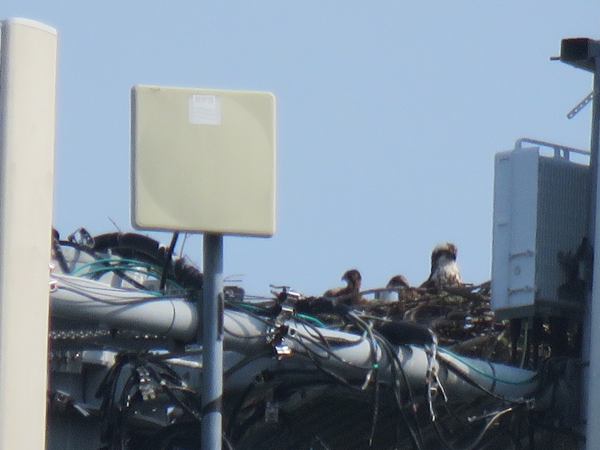 Osprey (carolinensis) - ML620578272