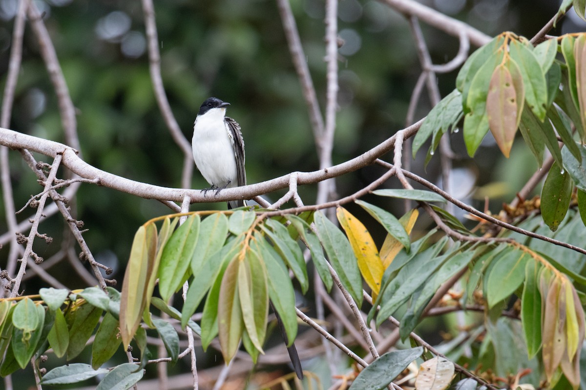 Fork-tailed Flycatcher - ML620578277