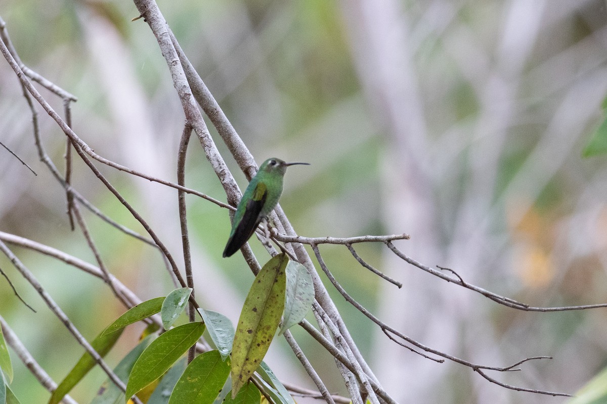 Colibri tout-vert - ML620578284