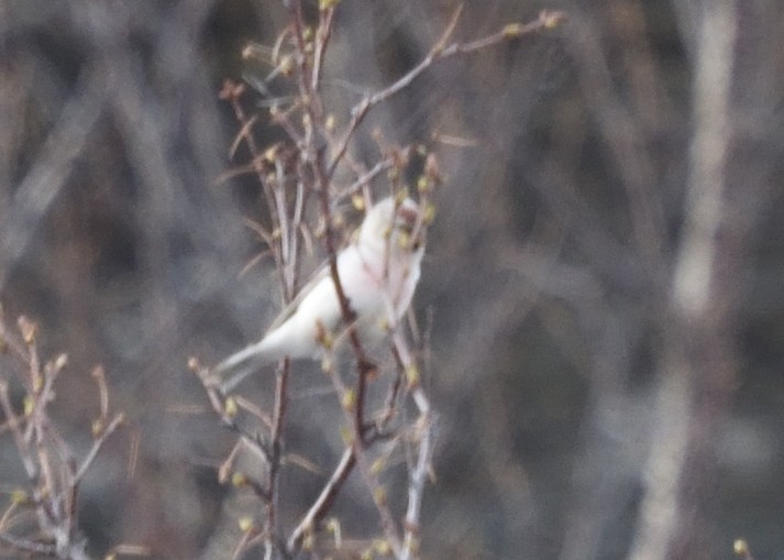 Hoary Redpoll - ML620578291