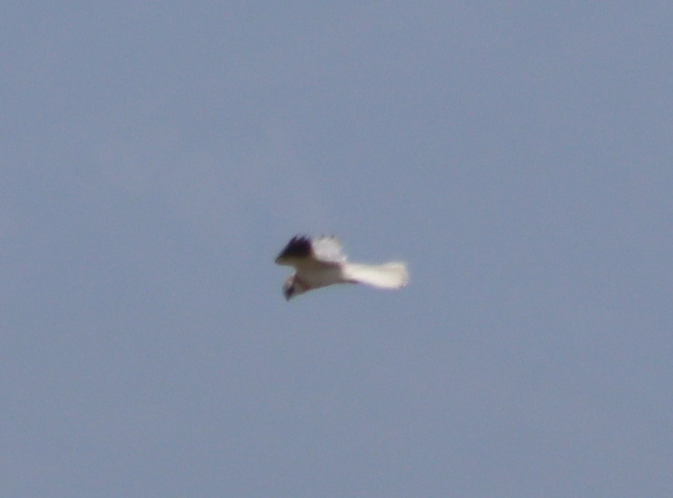 White-tailed Kite - ML620578309