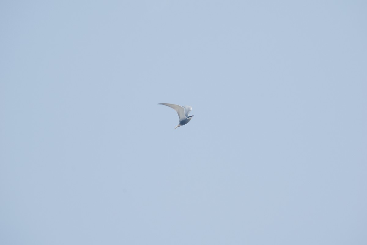 Weißbart-Seeschwalbe - ML620578325