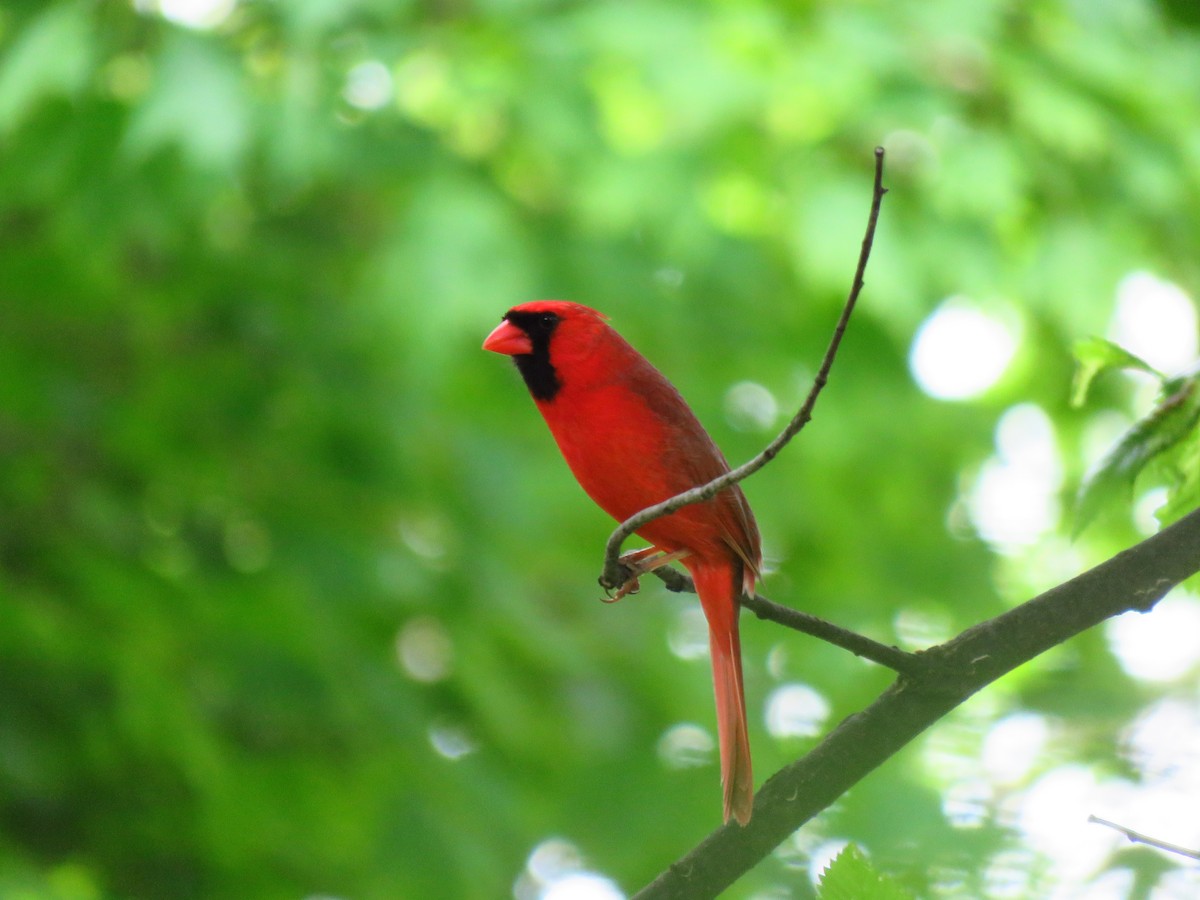 Northern Cardinal - ML620578331