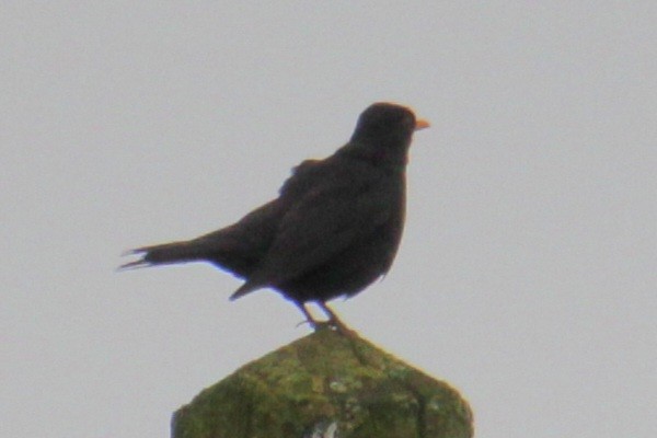 Eurasian Blackbird - ML620578343