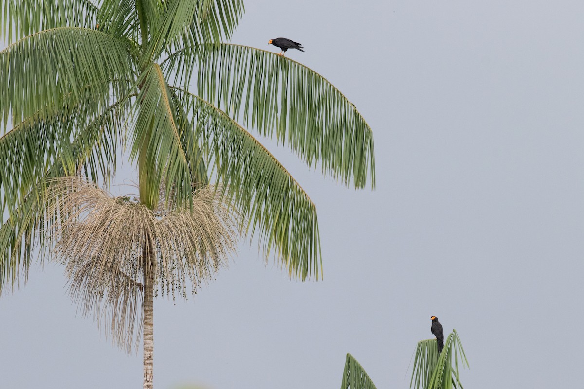 Black Caracara - ML620578347