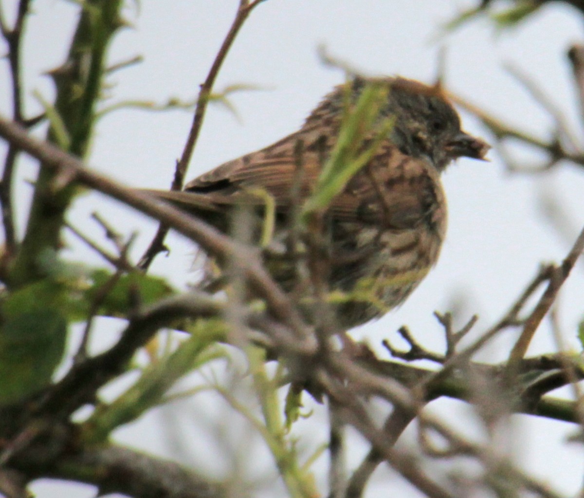 Dunnock - ML620578352