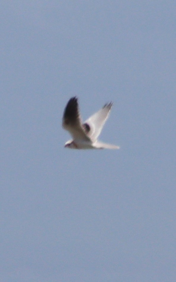 White-tailed Kite - Marie Barnidge-McIntyre