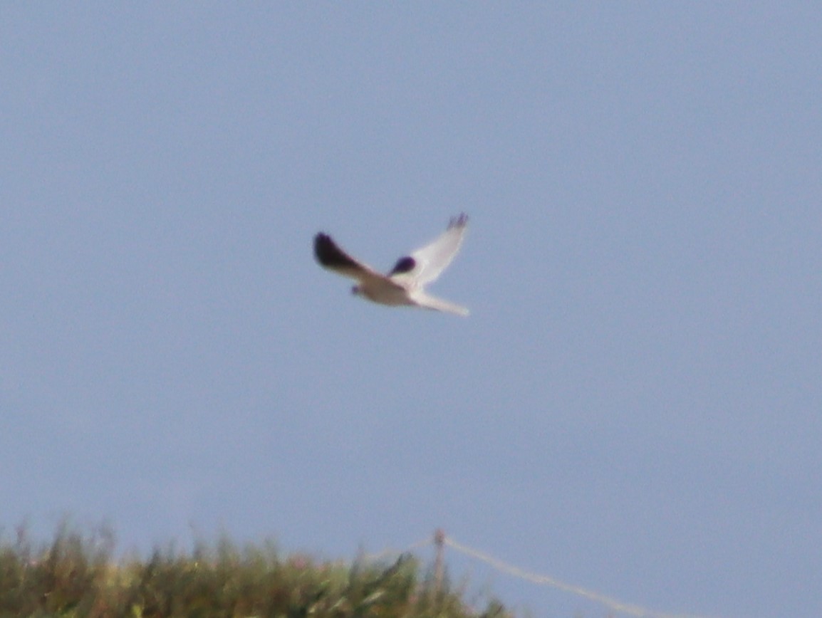 White-tailed Kite - Marie Barnidge-McIntyre