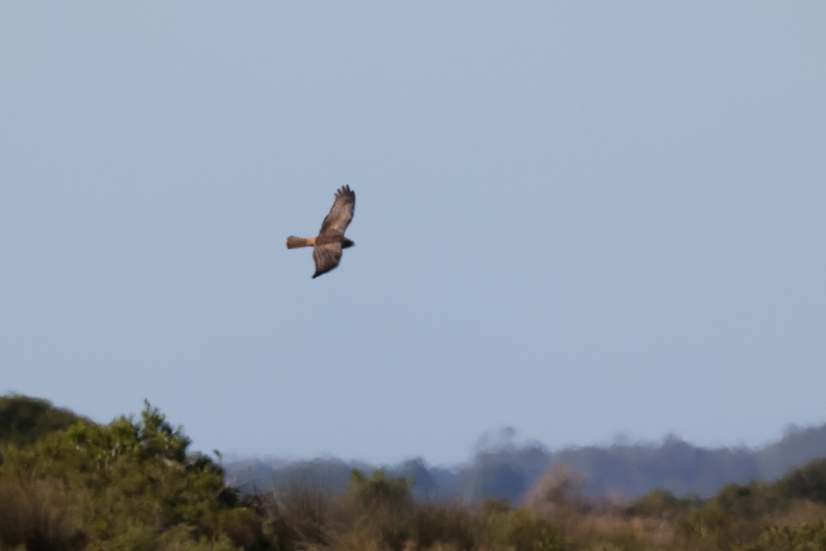 African Marsh Harrier - ML620578367