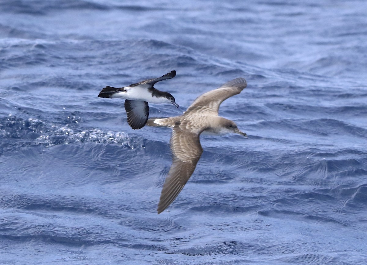 Boyd's Shearwater - ML620578373