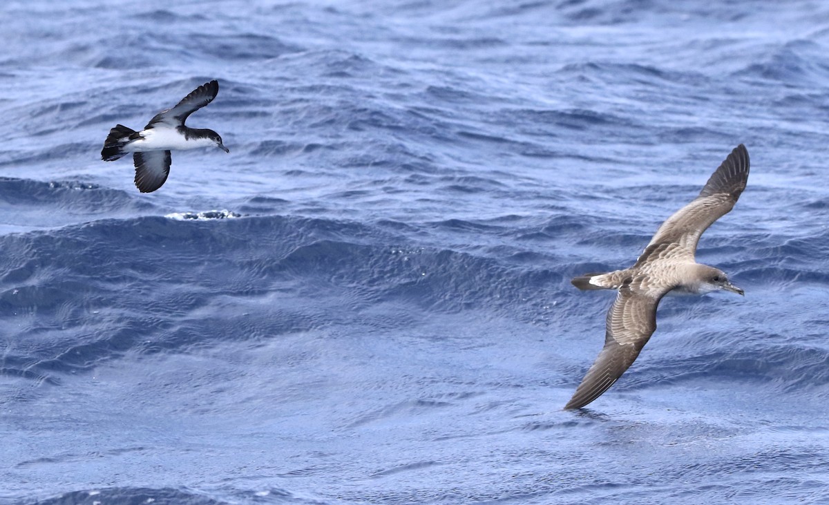 Boyd's Shearwater - ML620578374