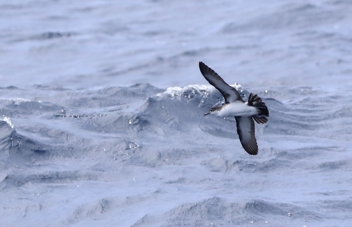 Boyd's Shearwater - ML620578375