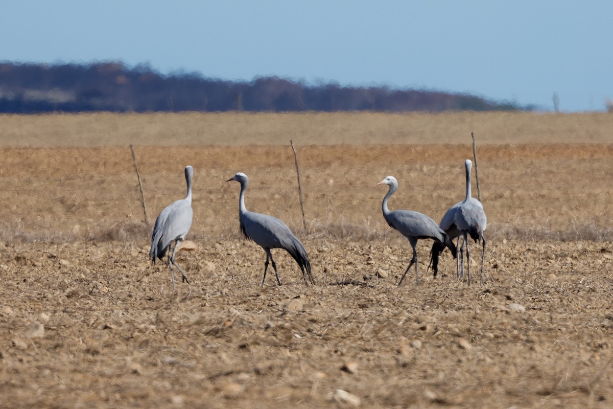 Blue Crane - ML620578378