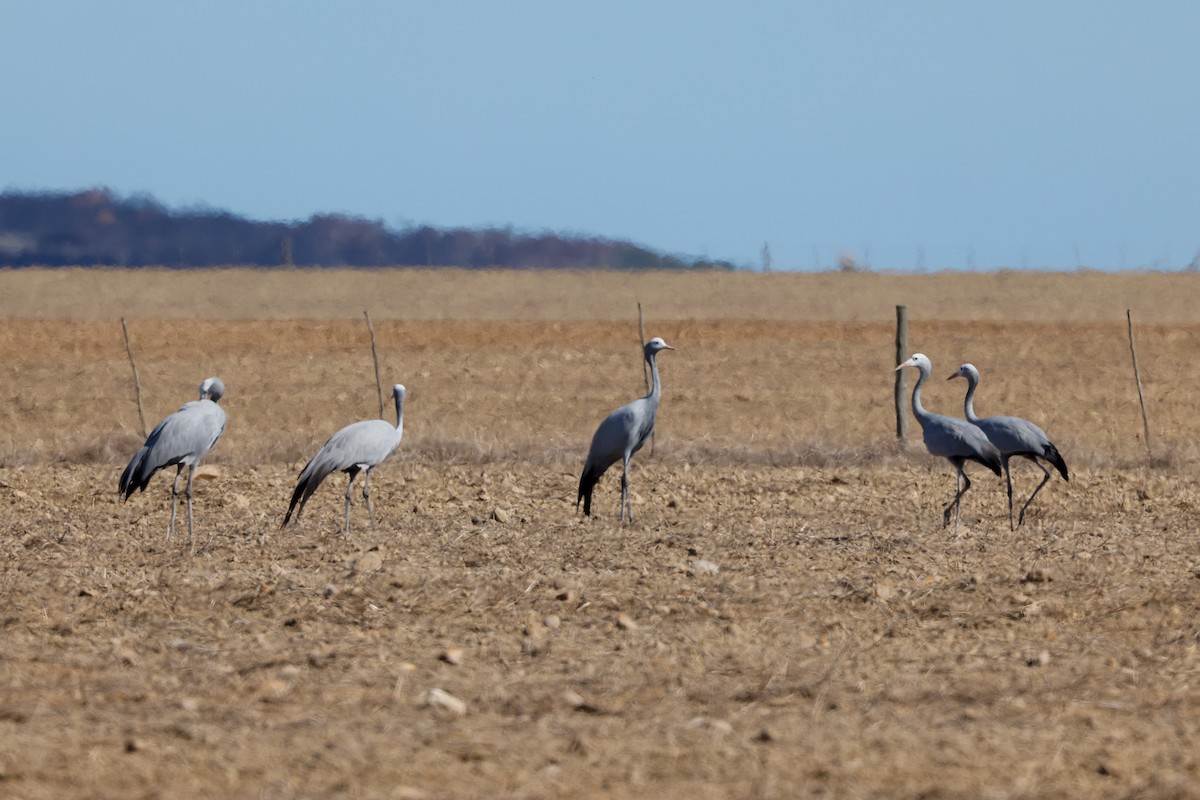 Blue Crane - ML620578381