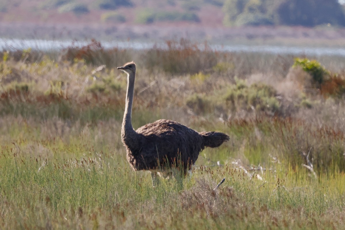 Common Ostrich - ML620578385