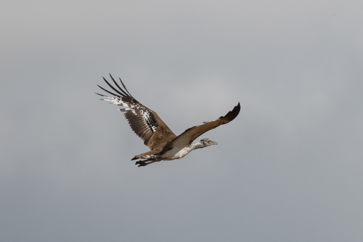 Denham's Bustard (Stanley's) - ML620578389