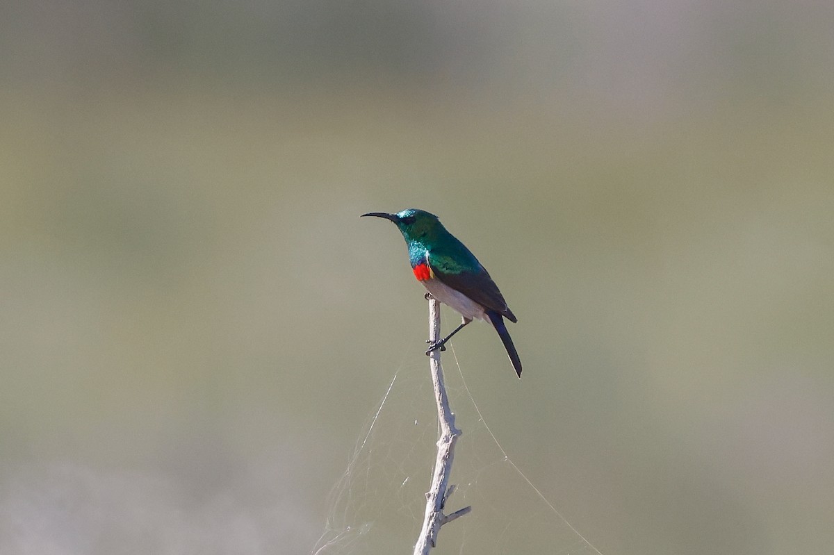 Southern Double-collared Sunbird - ML620578397