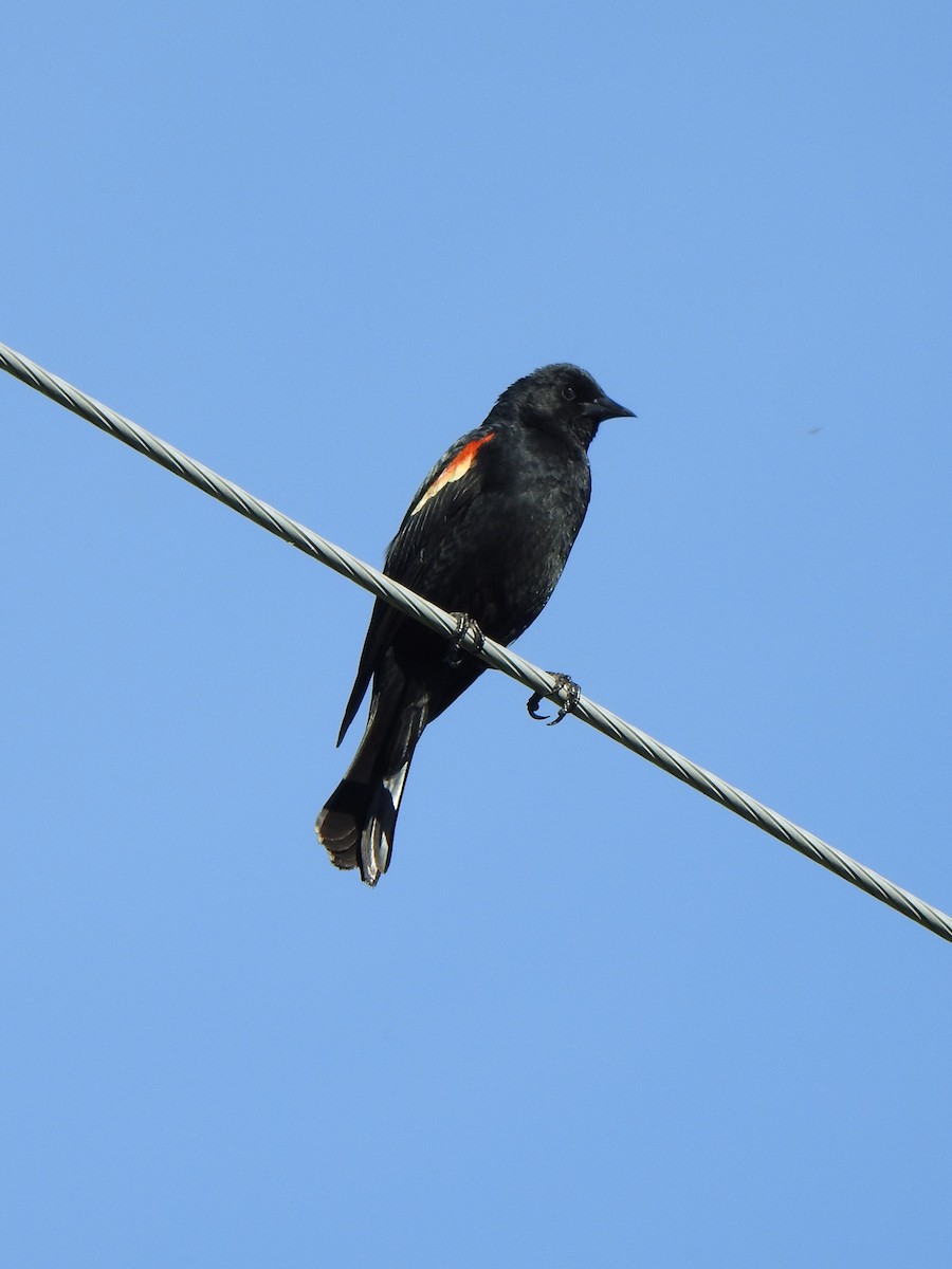 Red-winged Blackbird - ML620578401