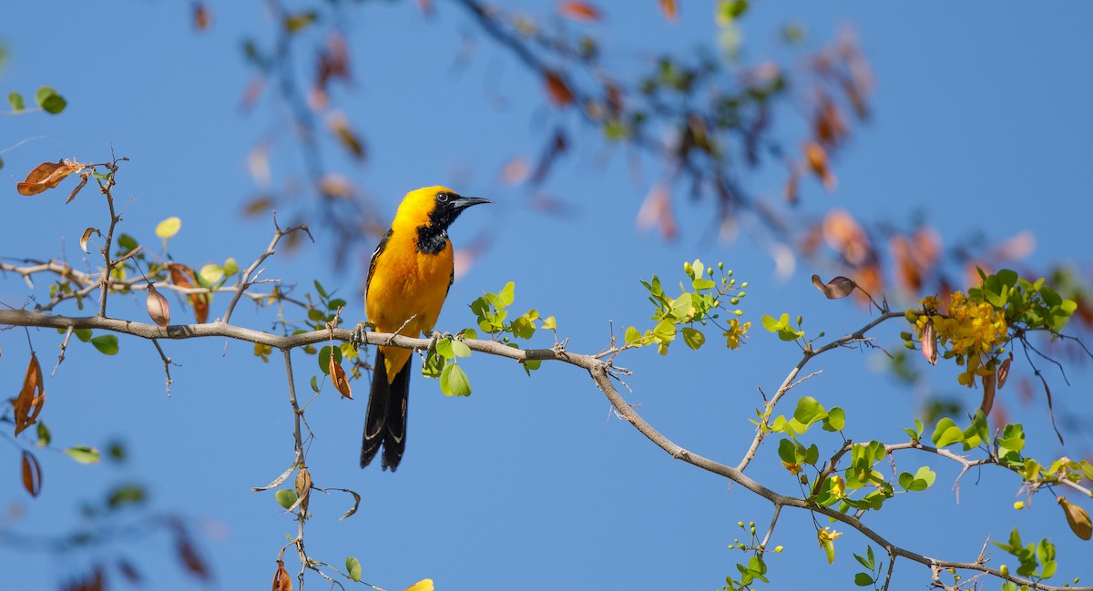 Hooded Oriole (nelsoni Group) - ML620578412