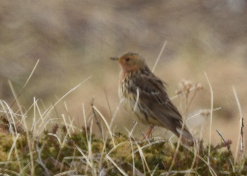 Red-throated Pipit - ML620578438