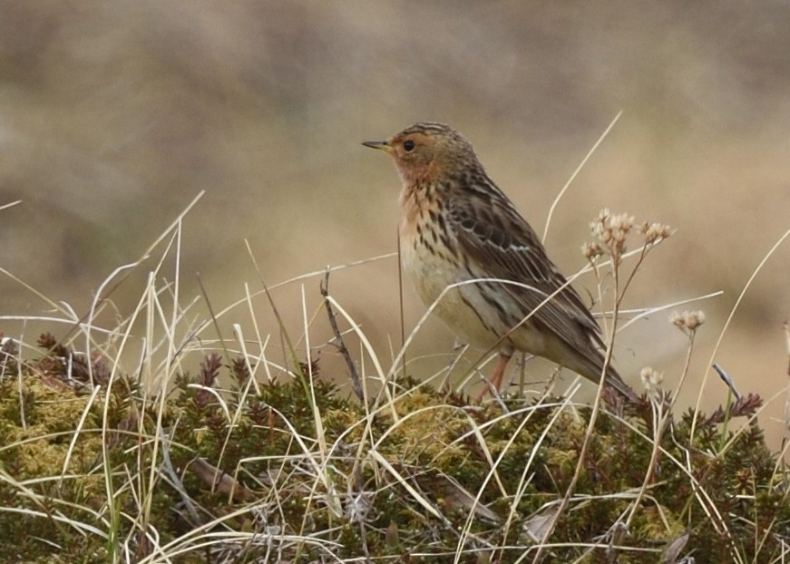 Red-throated Pipit - ML620578439