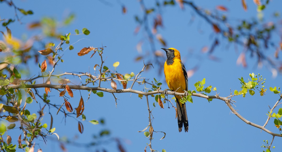 Hooded Oriole (nelsoni Group) - ML620578441