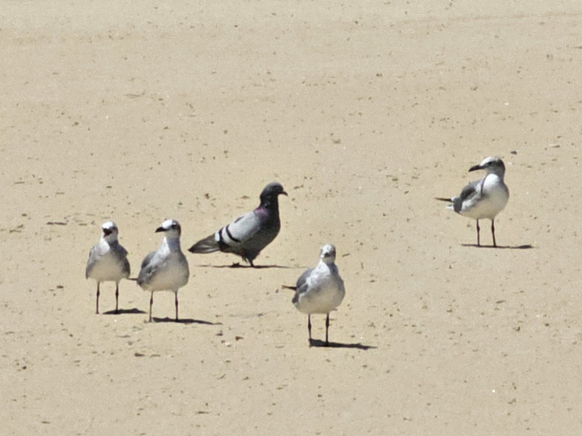 Gaviota Guanaguanare - ML620578443